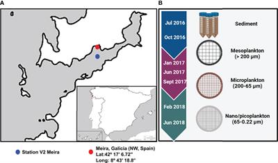 Co-occurrence and diversity patterns of benthonic and planktonic communities in a shallow marine ecosystem